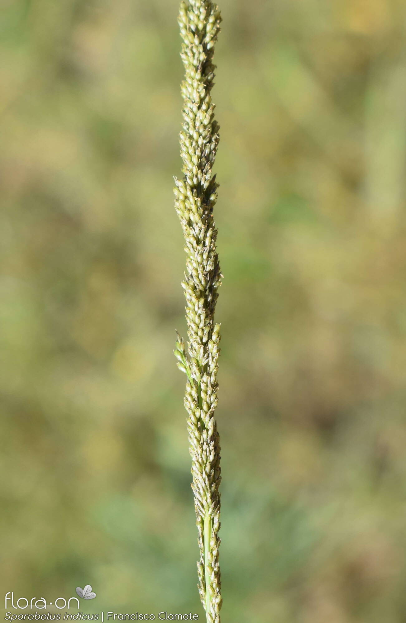 Sporobolus indicus - Flor (geral) | Francisco Clamote; CC BY-NC 4.0