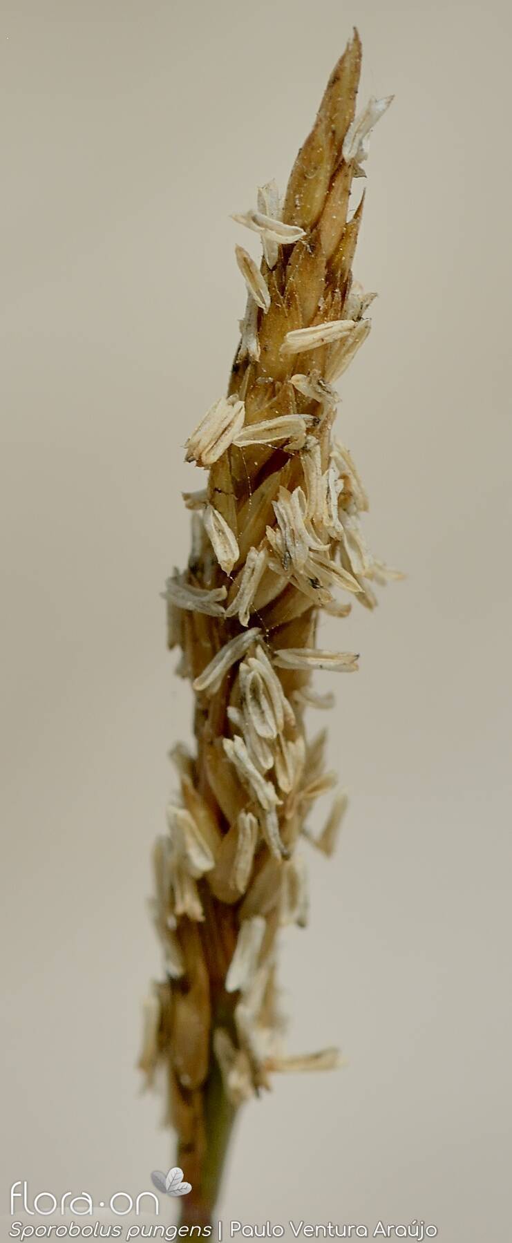 Sporobolus pungens - Flor (close-up) | Paulo Ventura Araújo; CC BY-NC 4.0