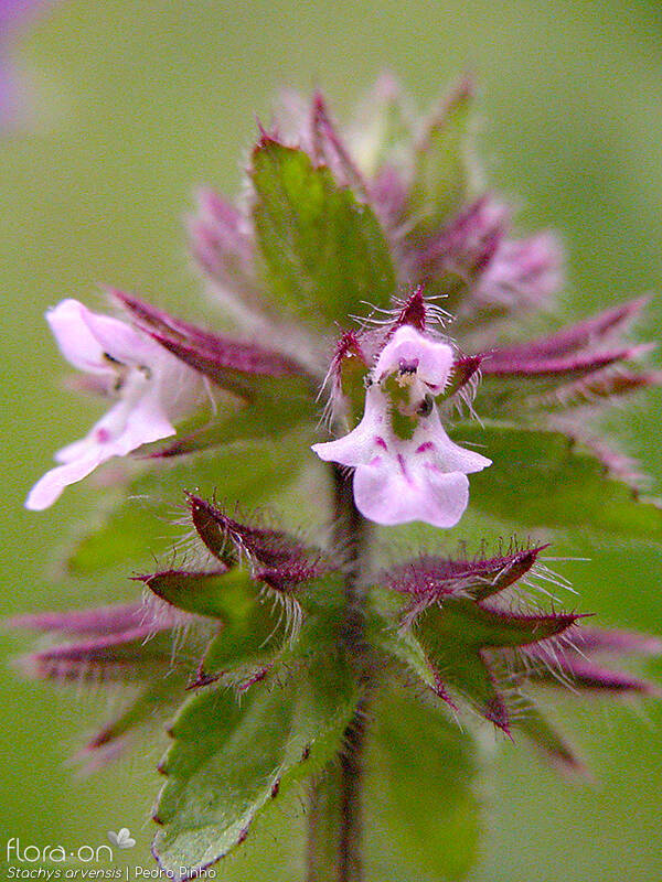 Stachys arvensis - Flor (close-up) | Pedro Pinho; CC BY-NC 4.0