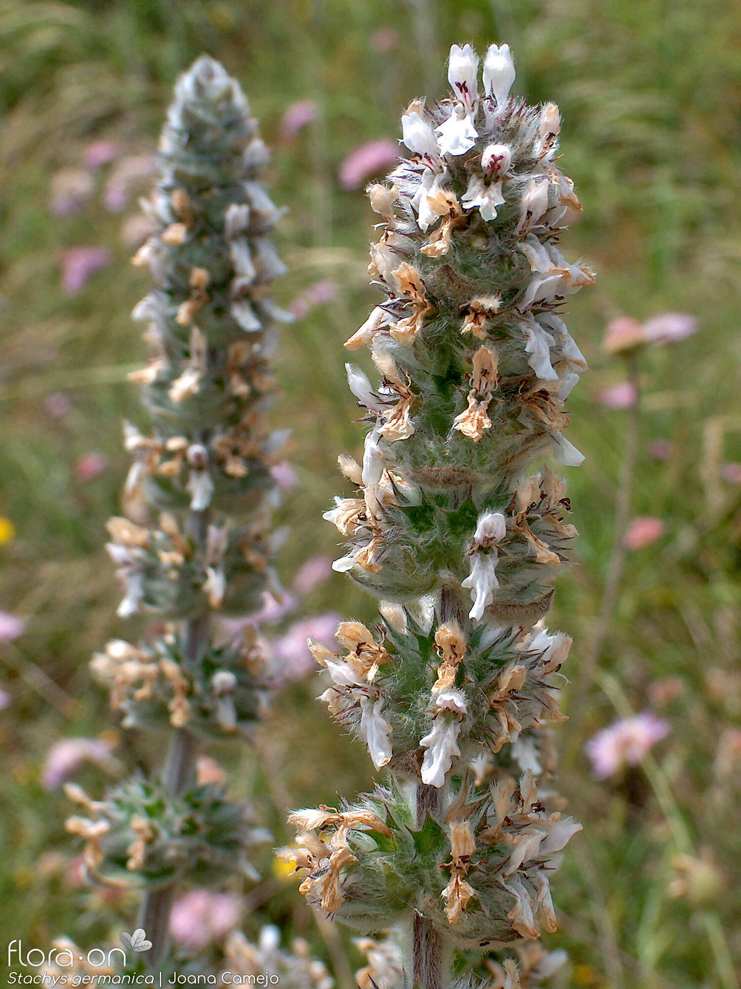 Stachys germanica - Flor (geral) | Joana Camejo; CC BY-NC 4.0