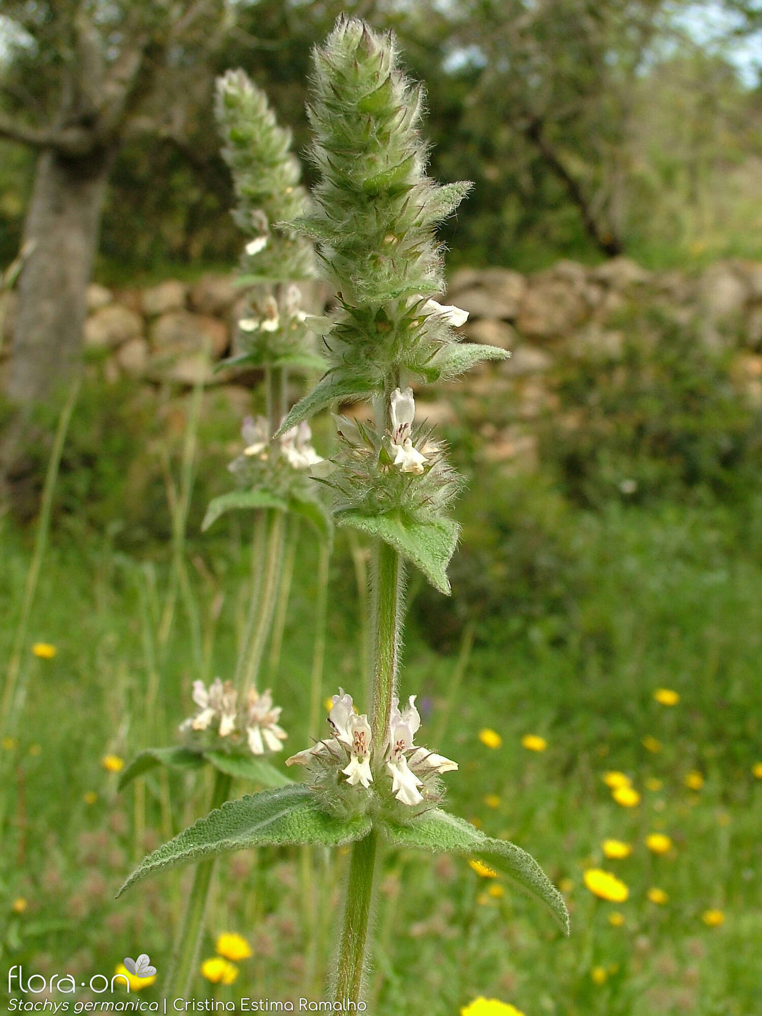 Stachys germanica - Flor (geral) | Cristina Estima Ramalho; CC BY-NC 4.0