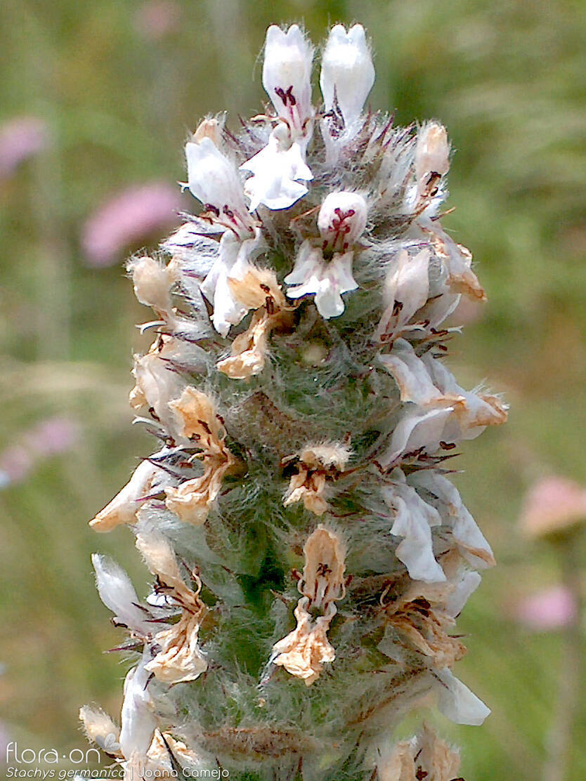 Stachys germanica - Flor (close-up) | Joana Camejo; CC BY-NC 4.0