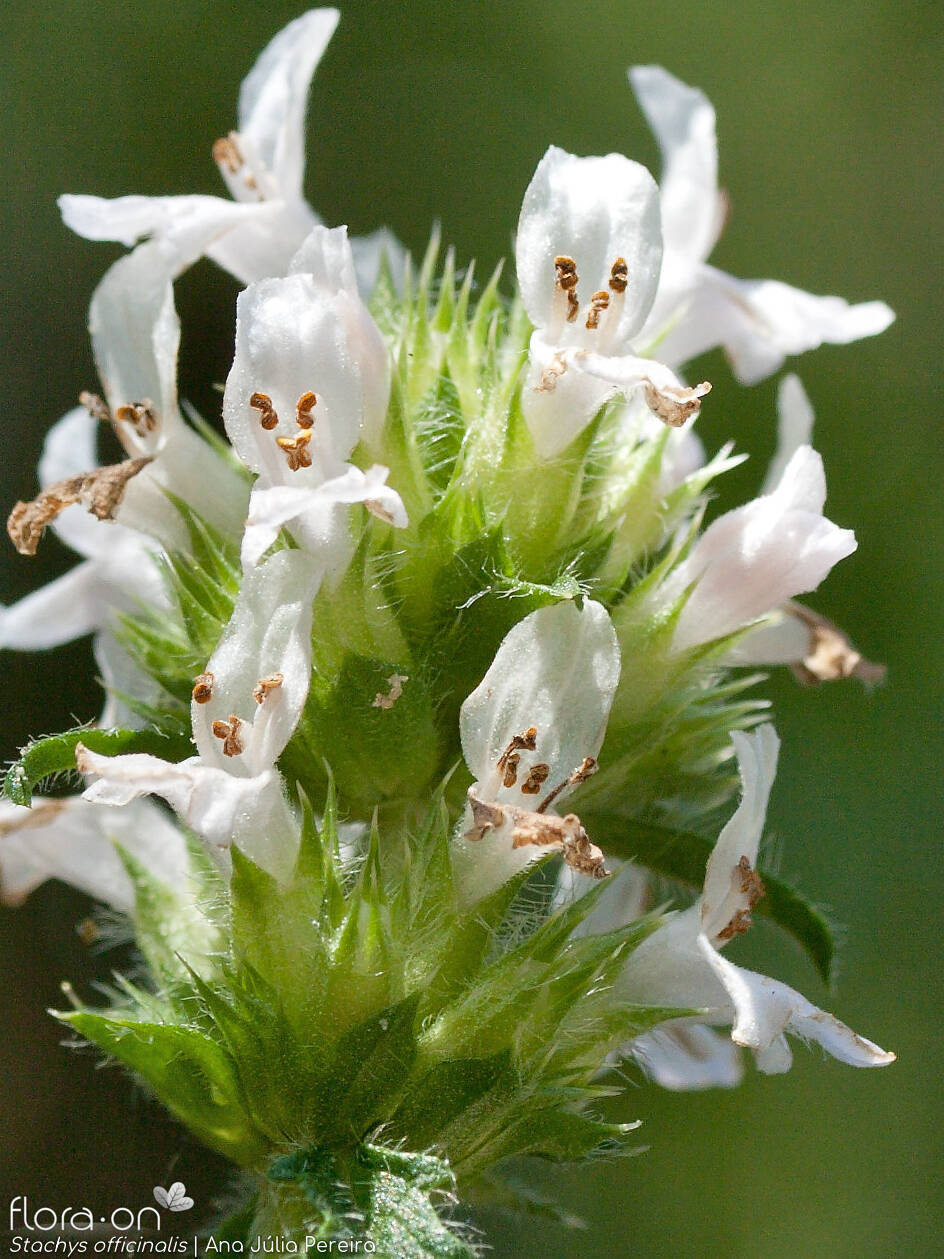 Stachys officinalis - Flor (close-up) | Ana Júlia Pereira; CC BY-NC 4.0