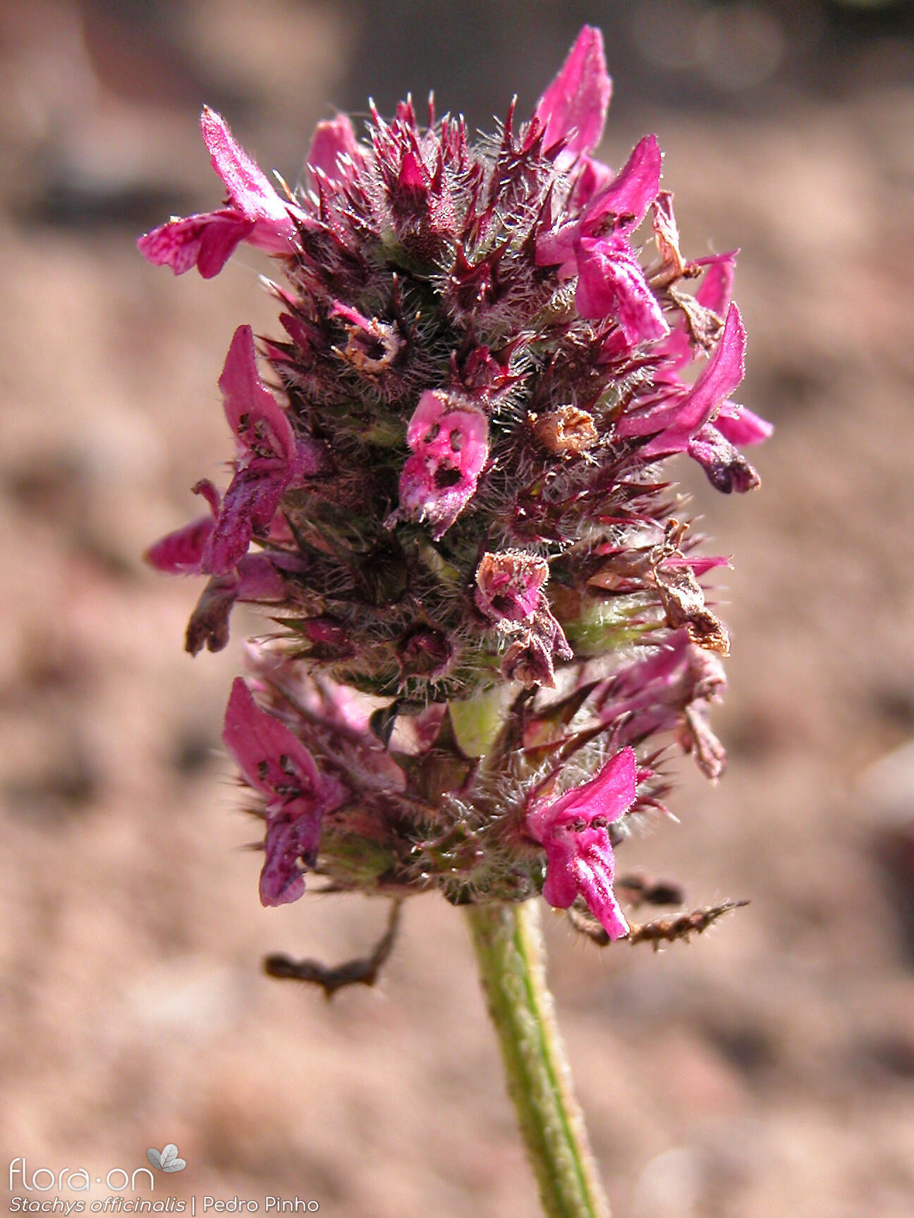Stachys officinalis - Flor (close-up) | Pedro Pinho; CC BY-NC 4.0