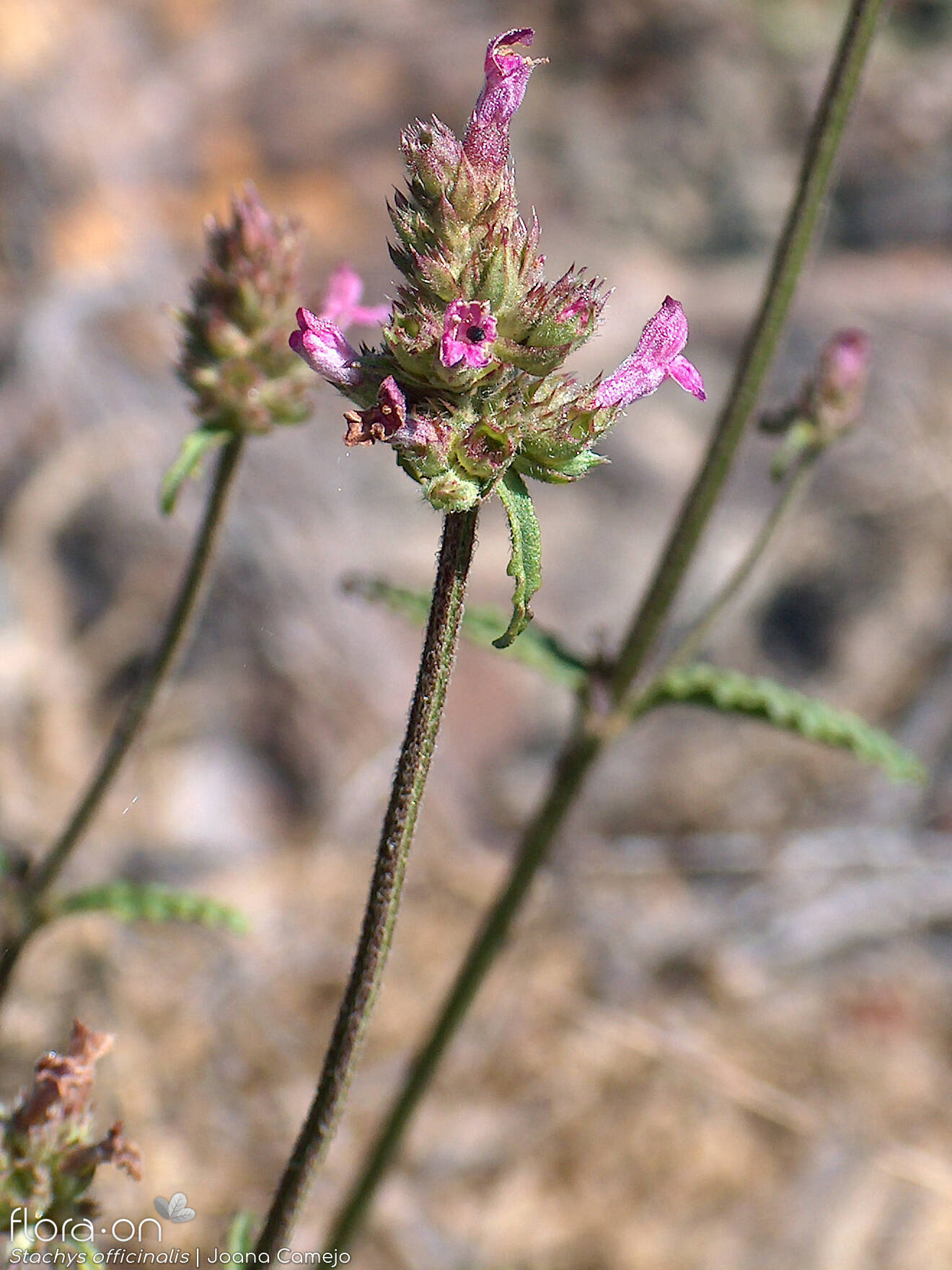 Stachys officinalis - Flor (geral) | Joana Camejo; CC BY-NC 4.0