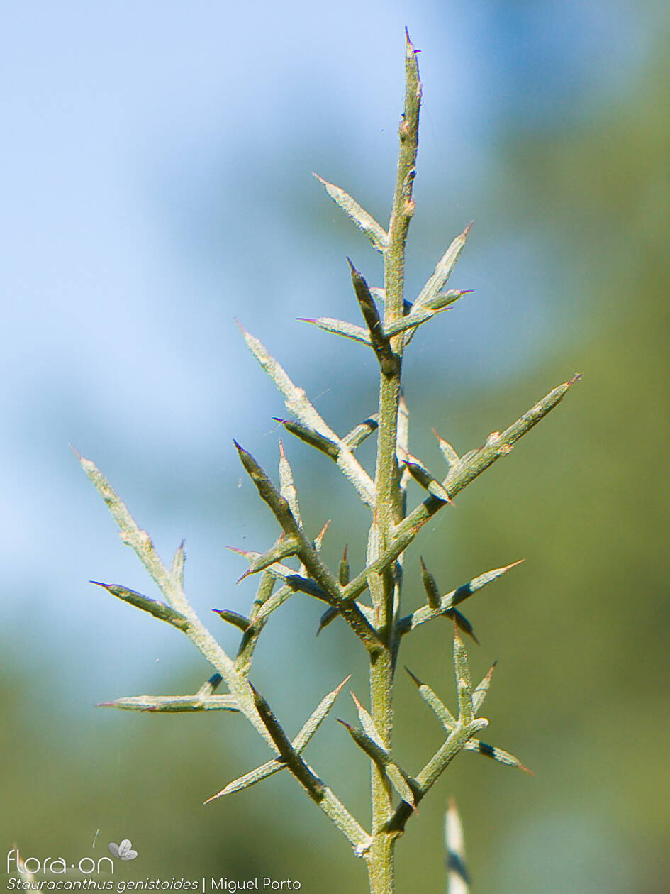 Stauracanthus genistoides - Folha | Miguel Porto; CC BY-NC 4.0