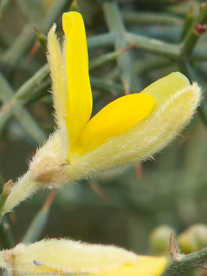 Stauracanthus spectabilis - Flor (close-up) | Miguel Porto; CC BY-NC 4.0