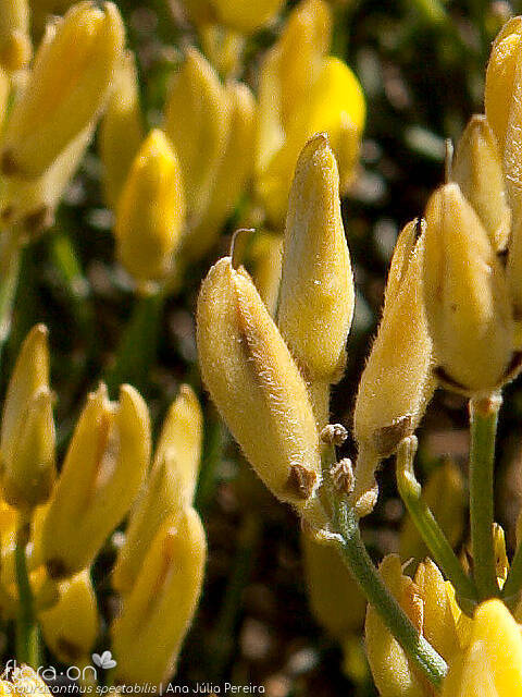 Stauracanthus spectabilis - Flor (close-up) | Ana Júlia Pereira; CC BY-NC 4.0