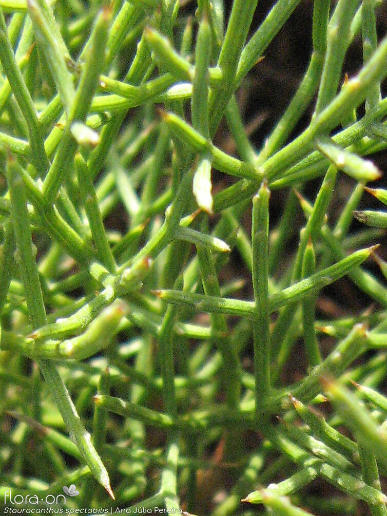 Stauracanthus spectabilis - Folha | Ana Júlia Pereira; CC BY-NC 4.0