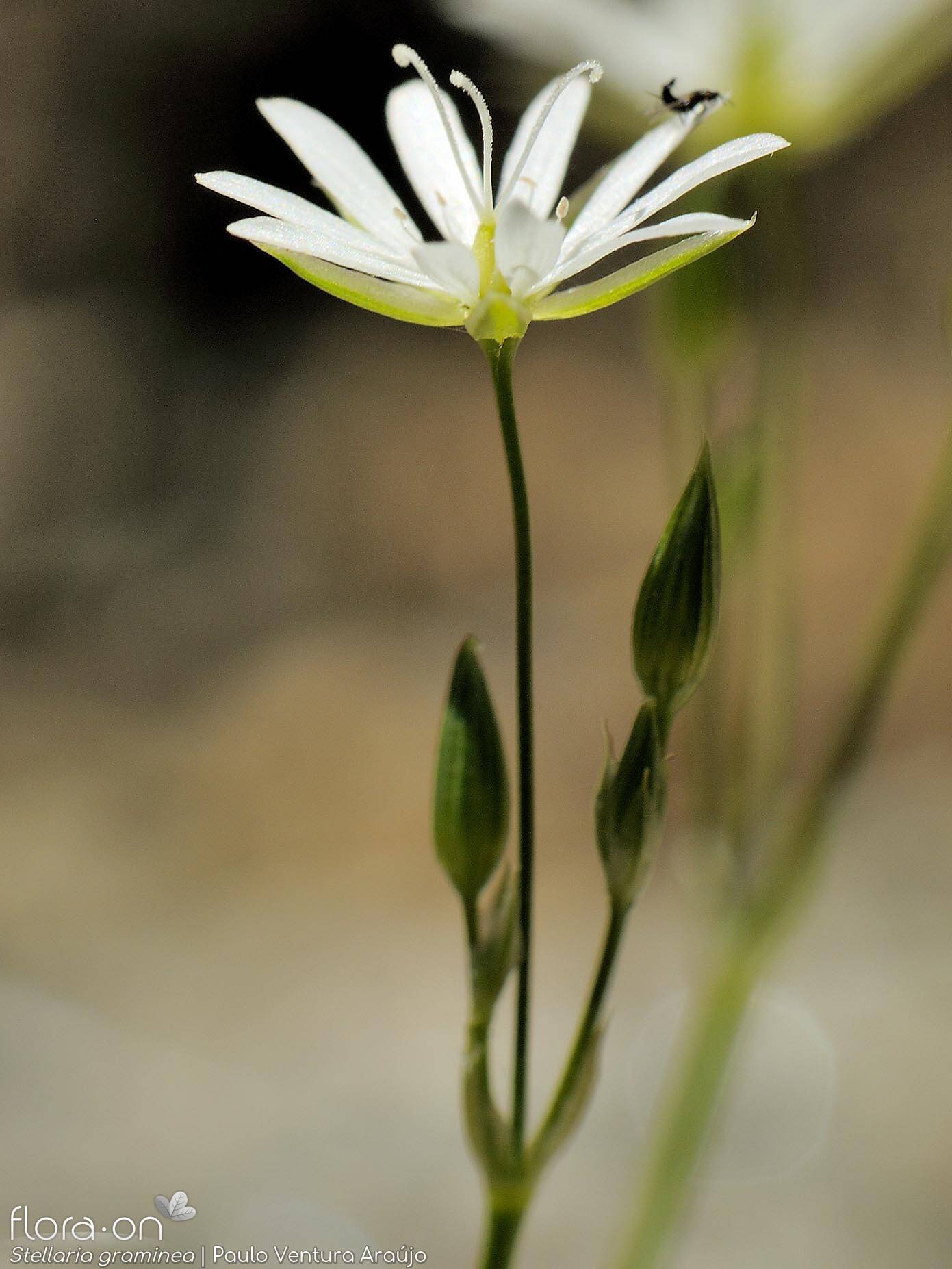 Stellaria graminea - Flor (close-up) | Paulo Ventura Araújo; CC BY-NC 4.0