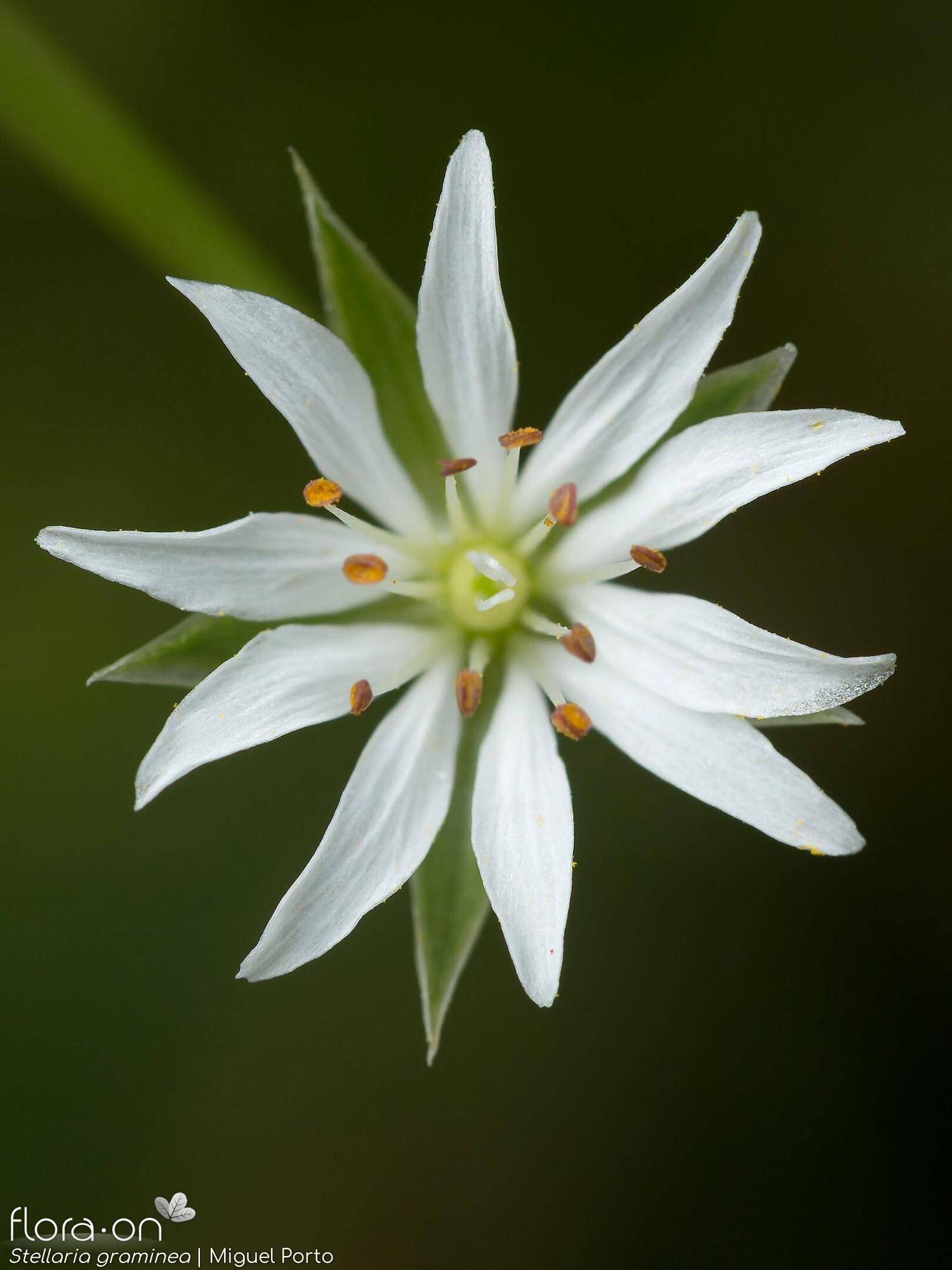 Stellaria graminea - Flor (close-up) | Miguel Porto; CC BY-NC 4.0