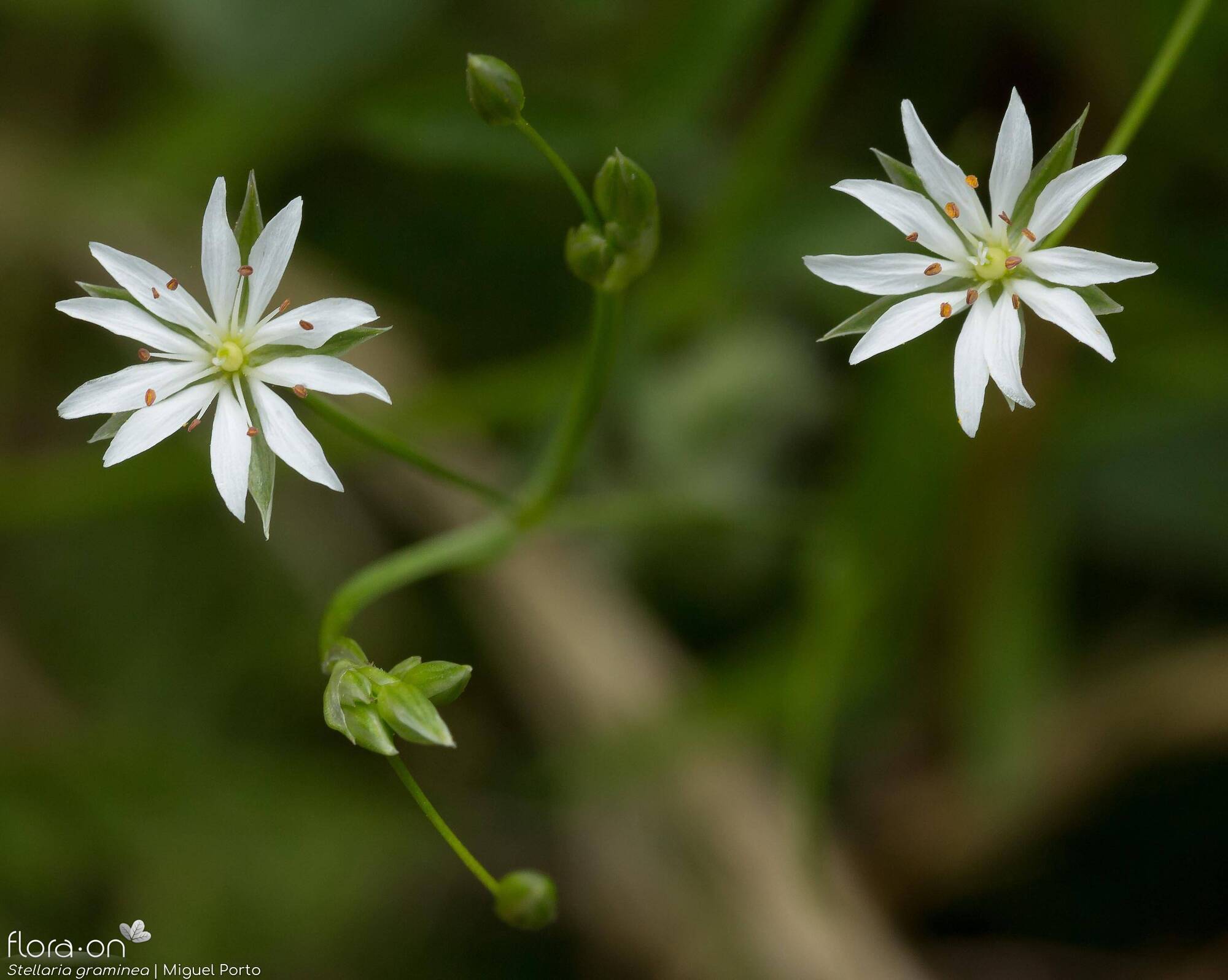 Stellaria graminea - Flor (geral) | Miguel Porto; CC BY-NC 4.0