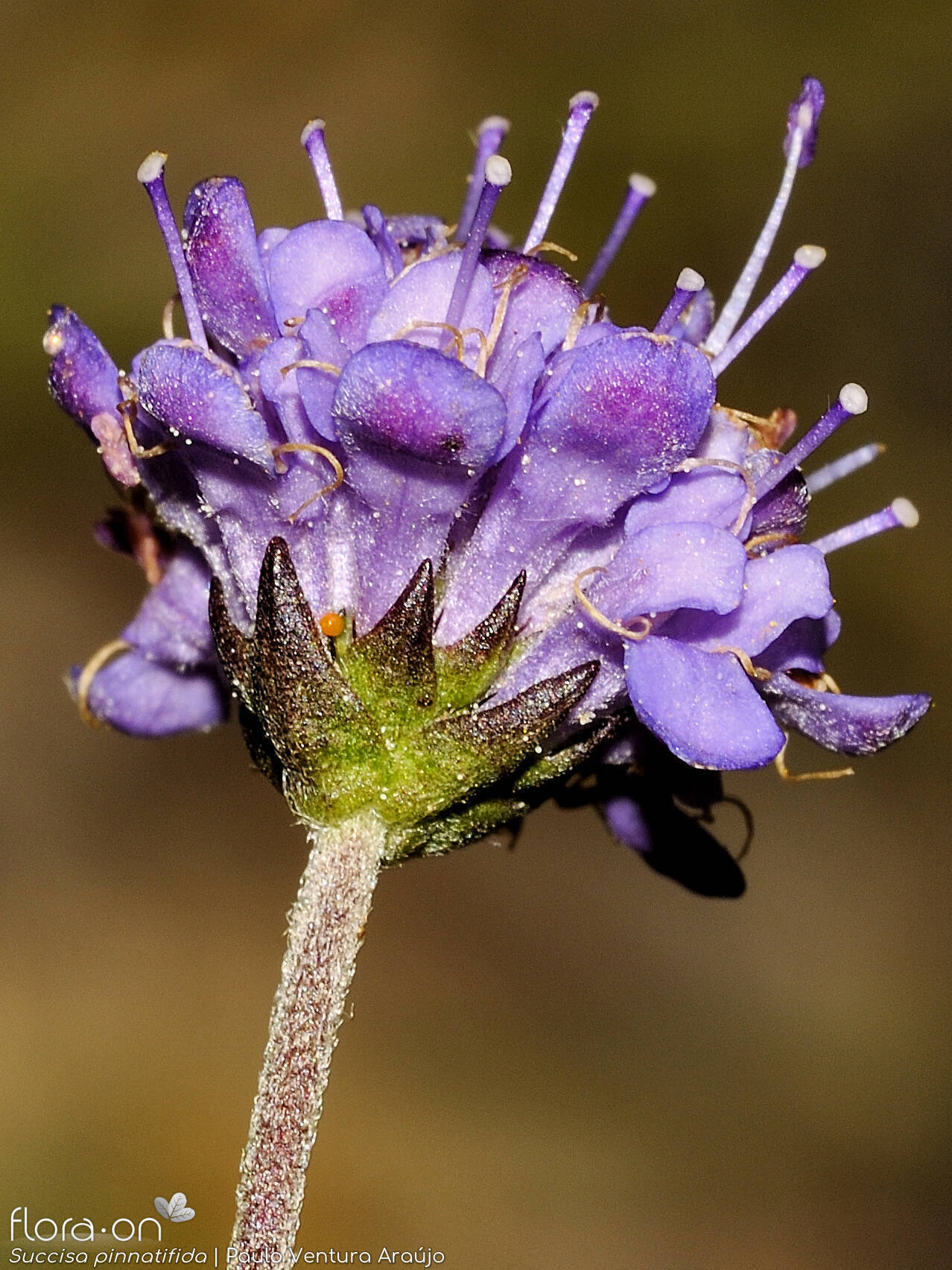 Succisa pinnatifida - Flor (close-up) | Paulo Ventura Araújo; CC BY-NC 4.0