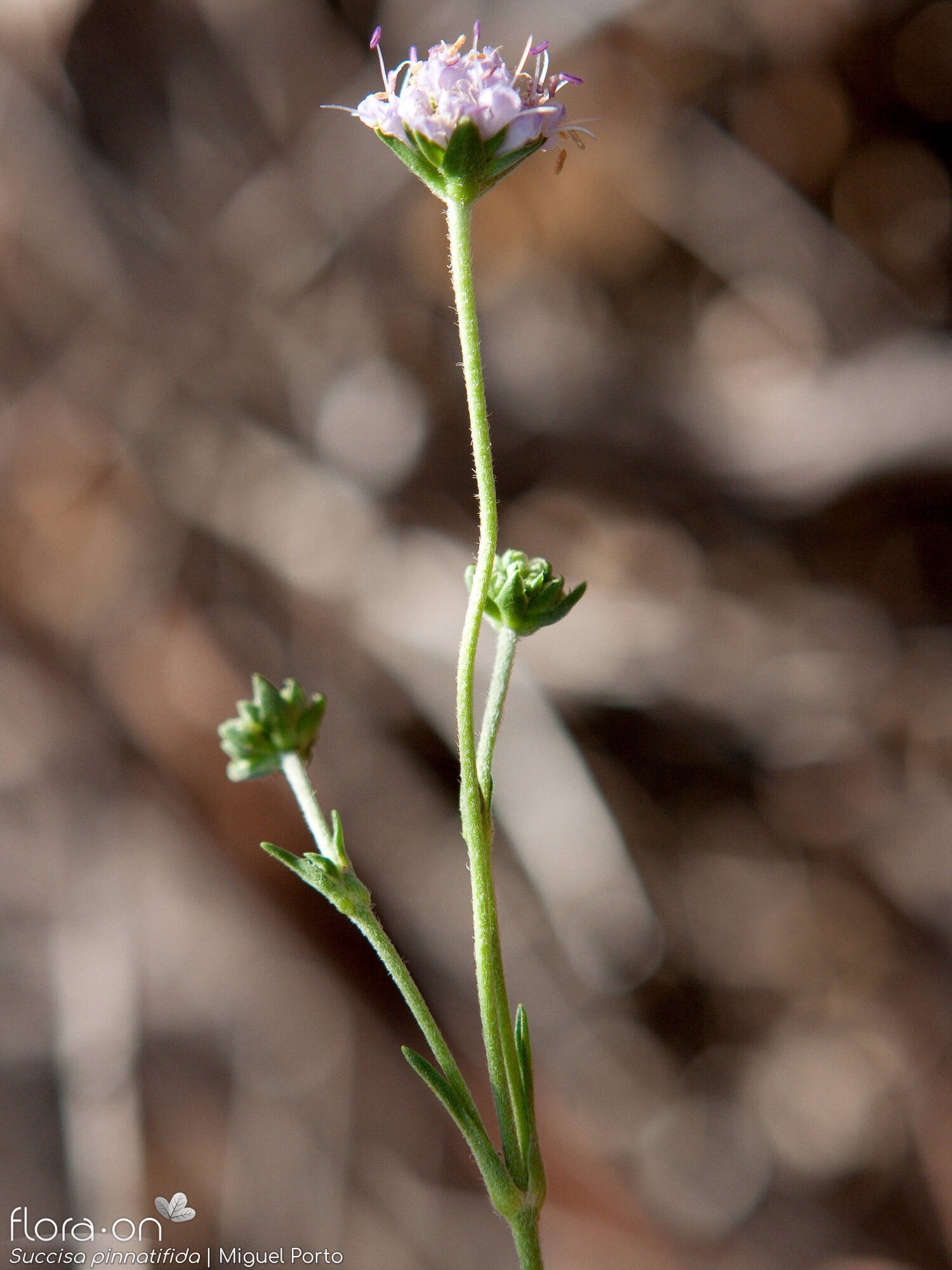 Succisa pinnatifida - Flor (geral) | Miguel Porto; CC BY-NC 4.0