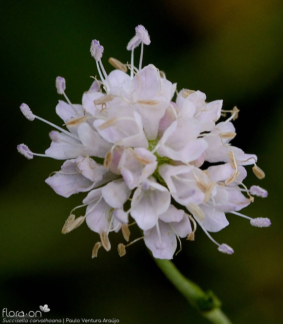 Succisella carvalhoana - Flor (close-up) | Paulo Ventura Araújo; CC BY-NC 4.0