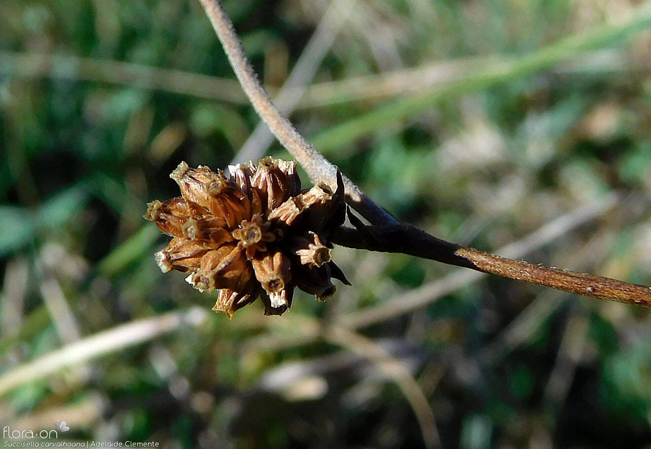 Succisella carvalhoana - Fruto | Adelaide Clemente; CC BY-NC 4.0