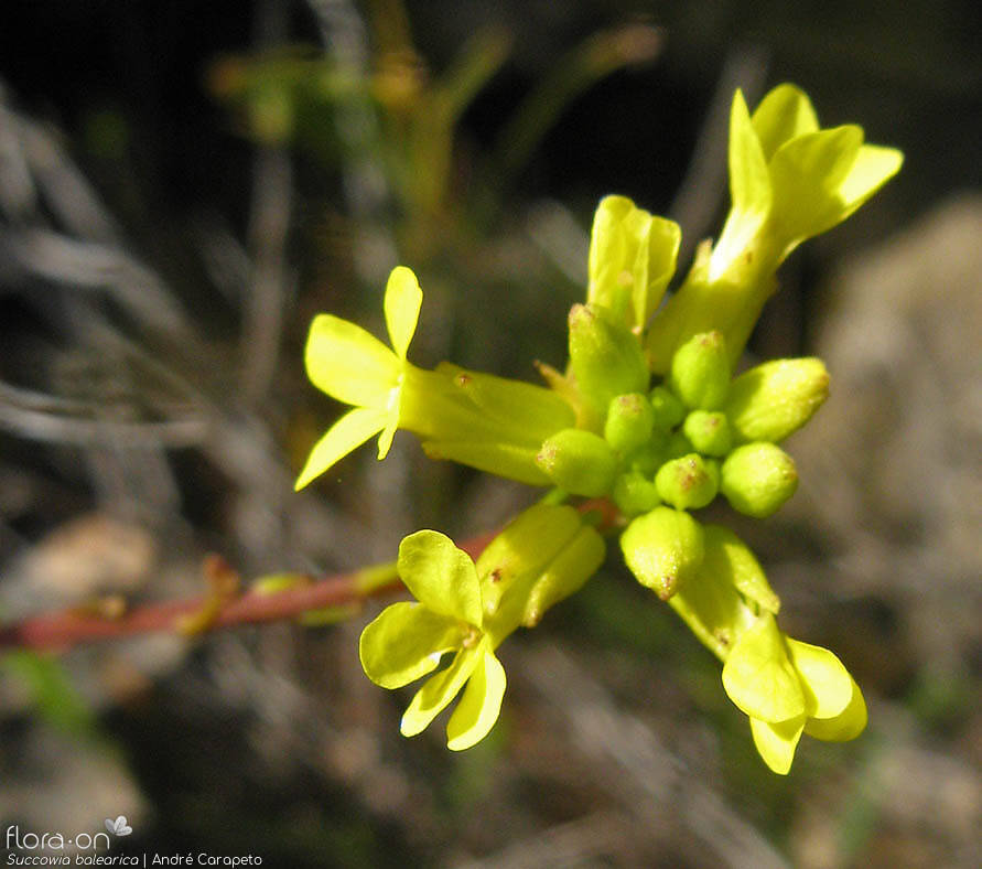Succowia balearica - Flor (close-up) | André Carapeto; CC BY-NC 4.0