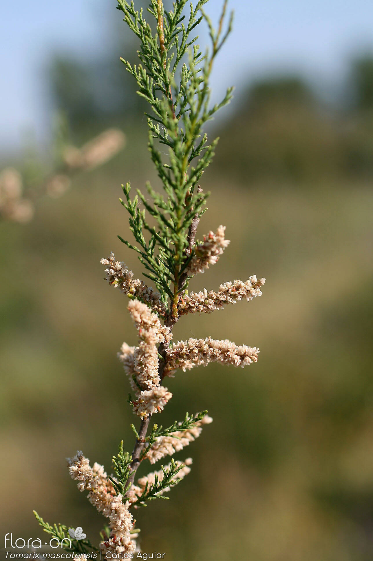 Tamaricaceae