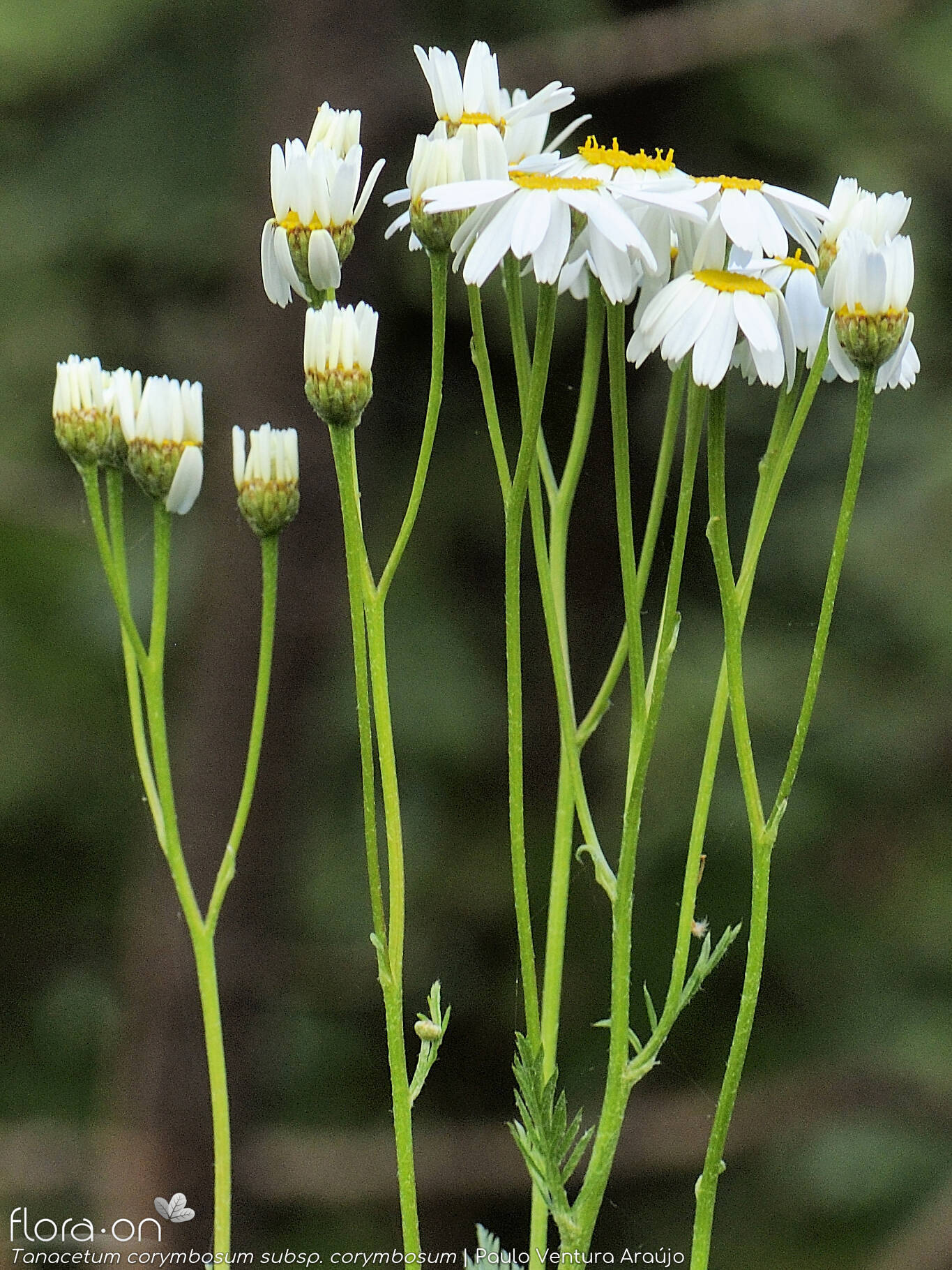 Tanacetum corymbosum corymbosum - Flor (geral) | Paulo Ventura Araújo; CC BY-NC 4.0