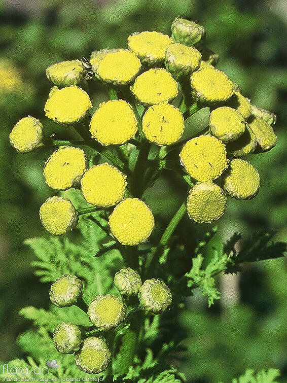 Tanacetum vulgare - Flor (geral) | Joana Camejo; CC BY-NC 4.0