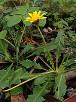 Taraxacum marginellum