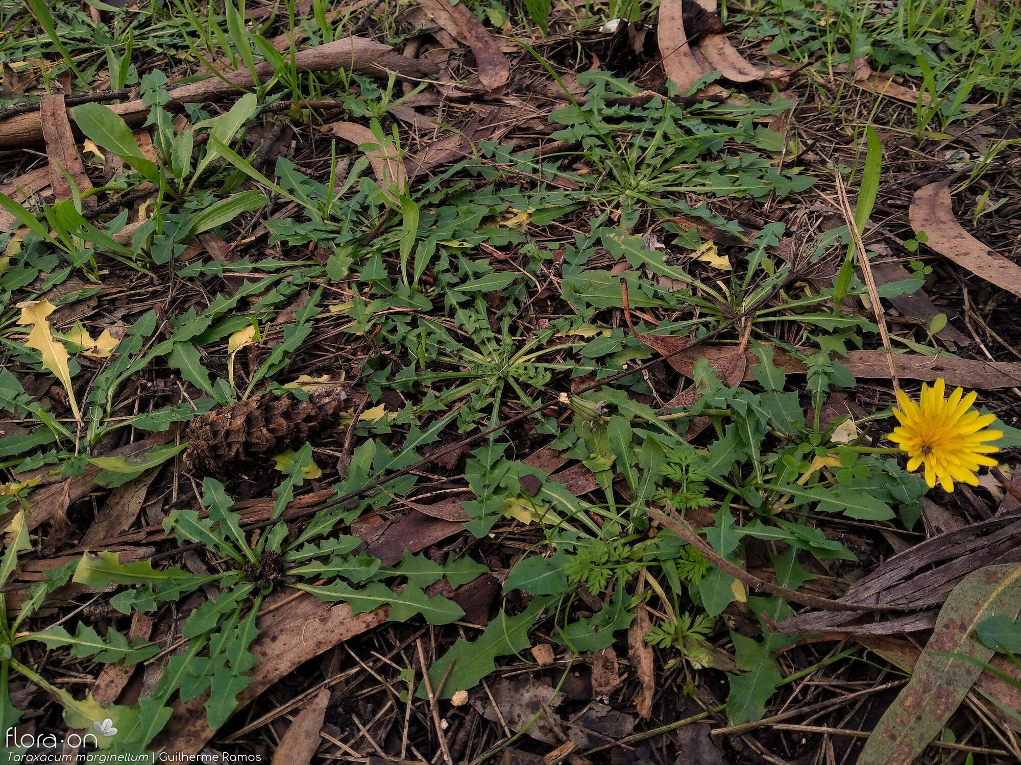 Taraxacum marginellum - Habitat | Guilherme Ramos; CC BY-NC 4.0