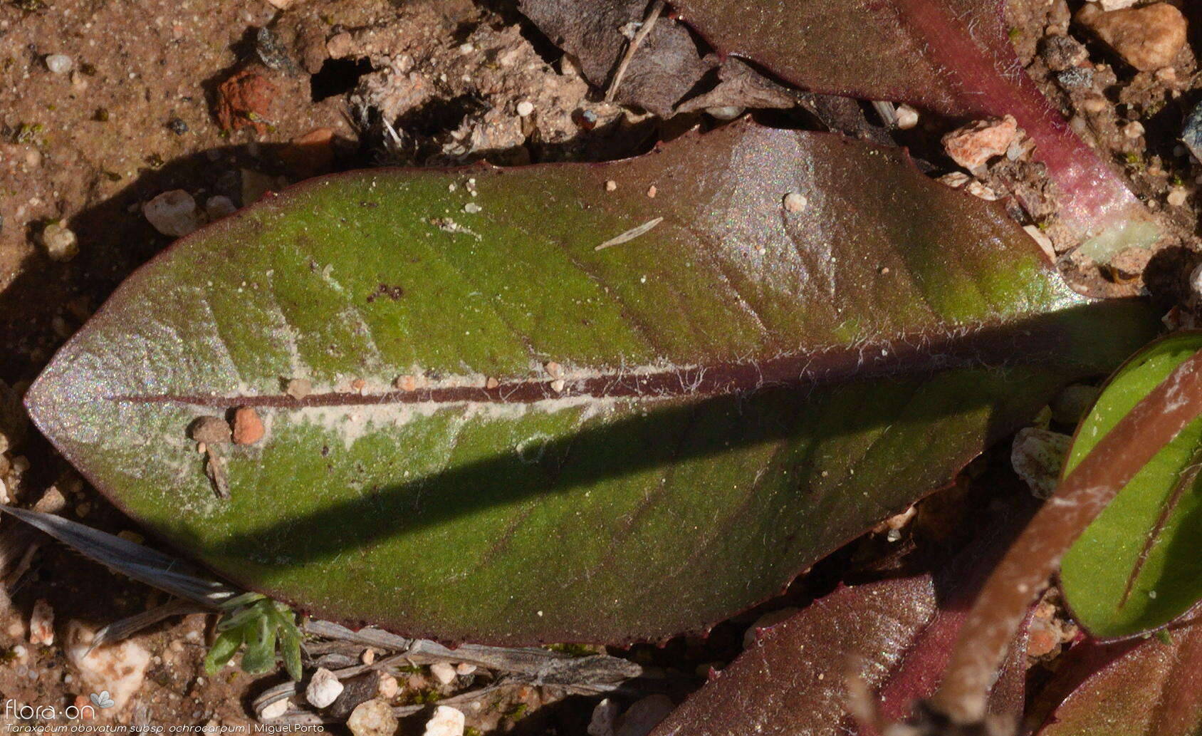 Taraxacum obovatum ochrocarpum - Folha | Miguel Porto; CC BY-NC 4.0