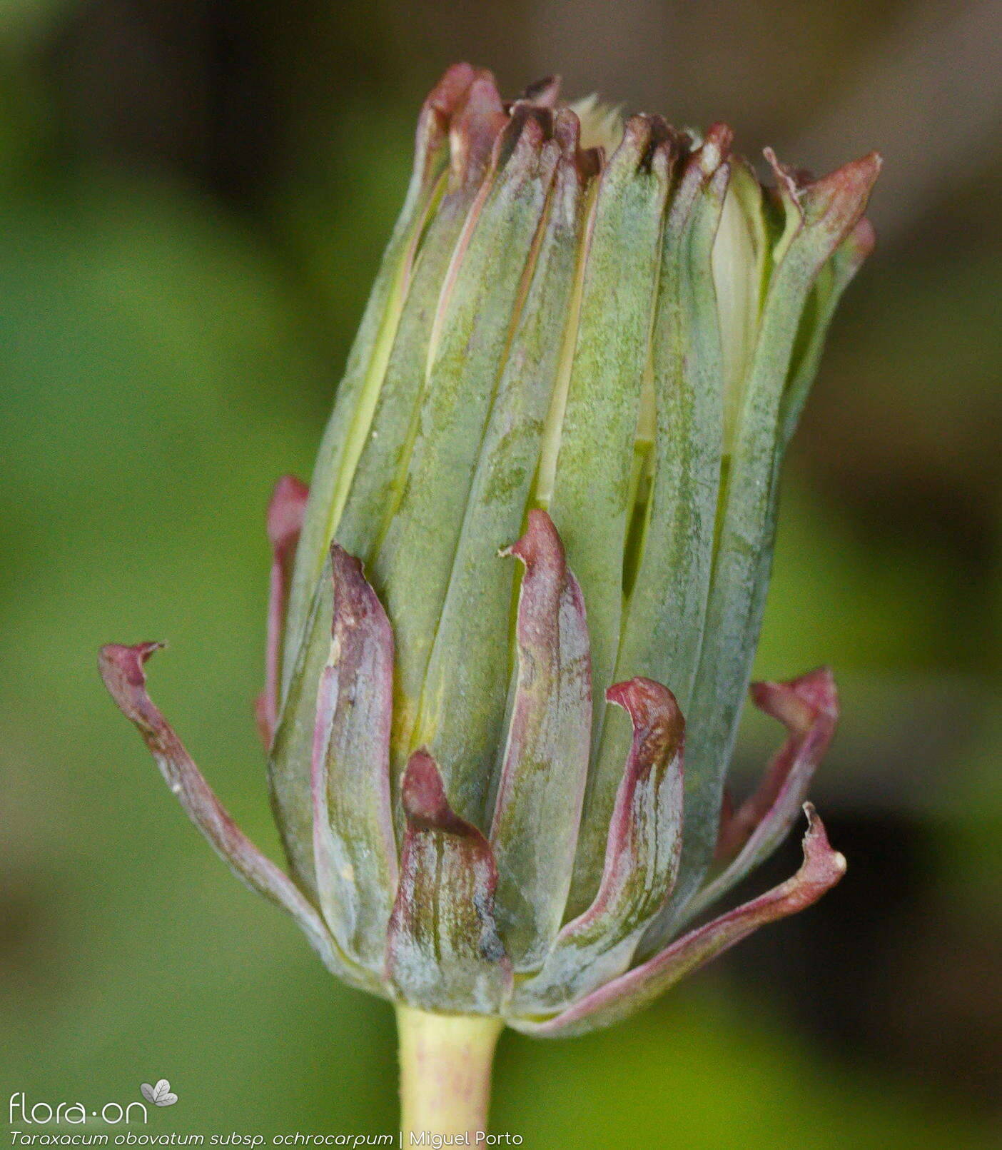 Taraxacum obovatum ochrocarpum - Capítulo frutífero | Miguel Porto; CC BY-NC 4.0