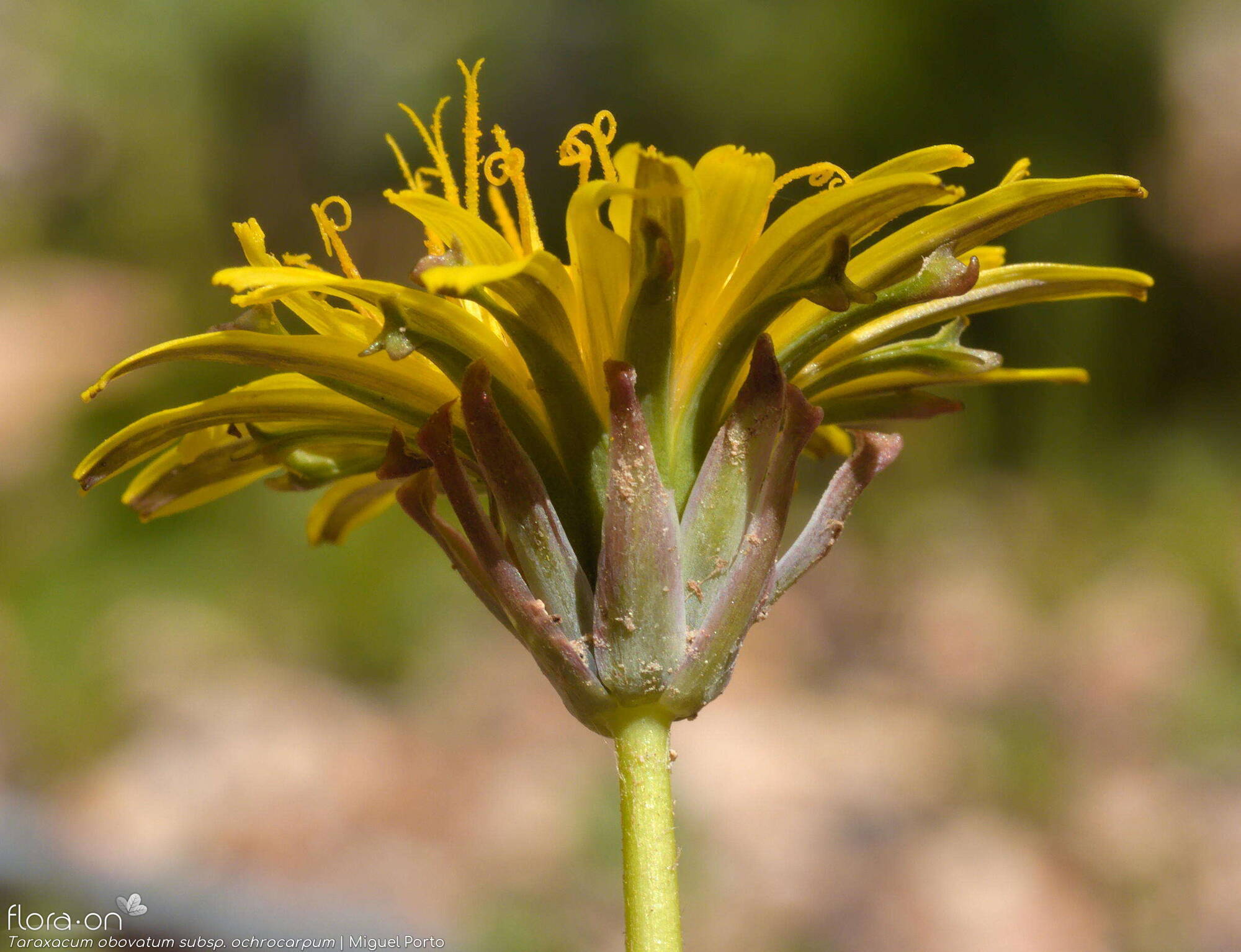 Taraxacum obovatum ochrocarpum - Capítulo | Miguel Porto; CC BY-NC 4.0