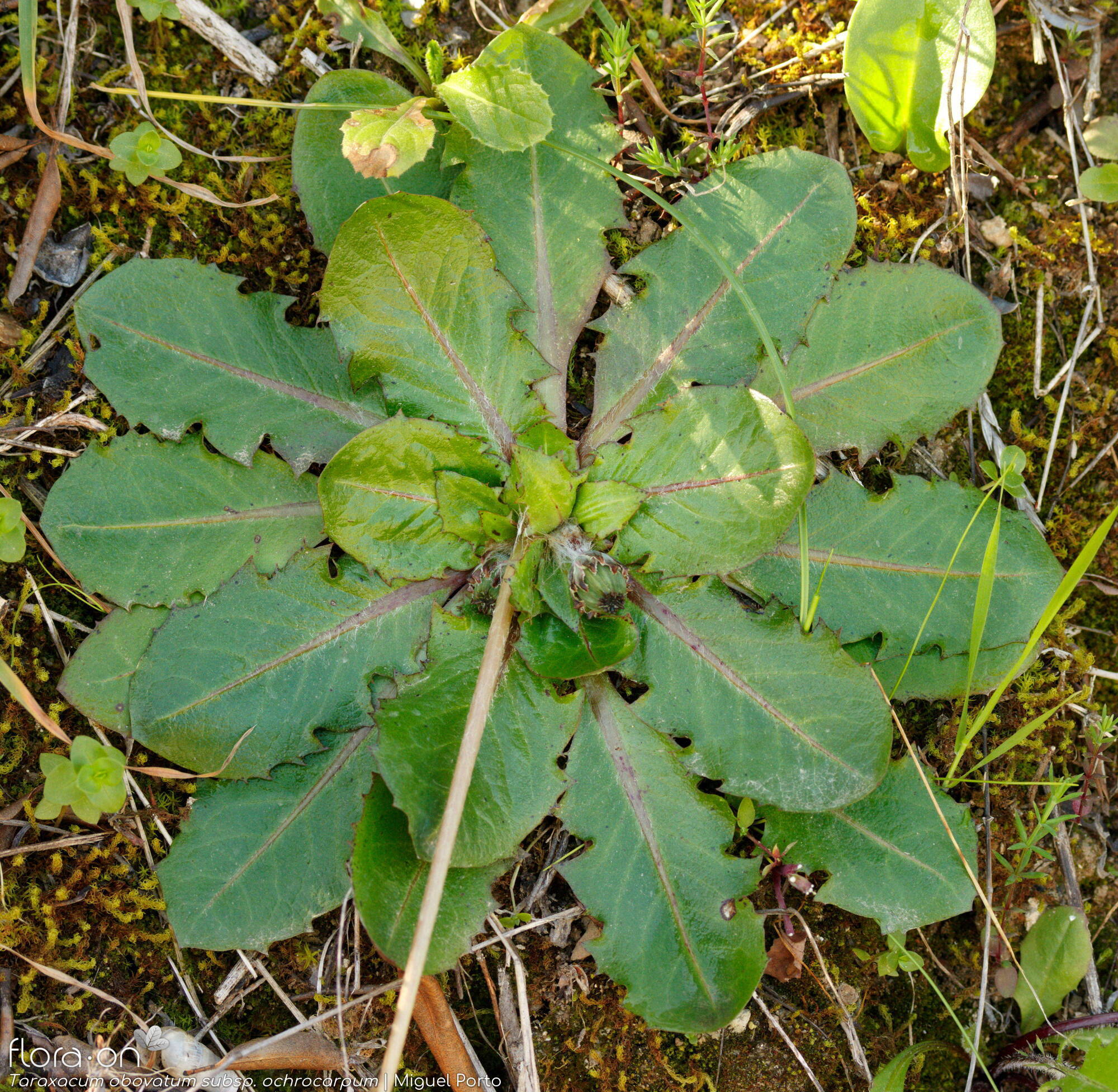 Taraxacum obovatum ochrocarpum - Folha (geral) | Miguel Porto; CC BY-NC 4.0