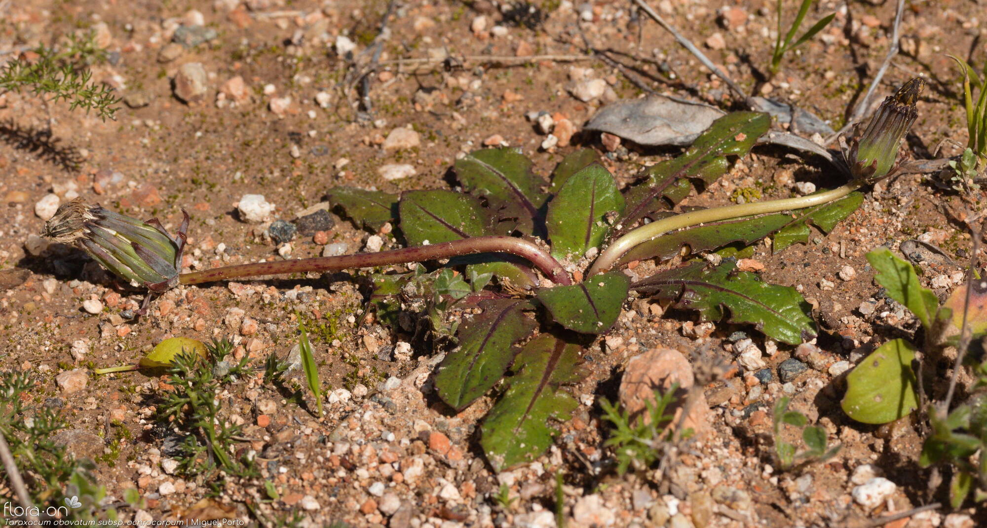 Taraxacum obovatum ochrocarpum - Hábito | Miguel Porto; CC BY-NC 4.0