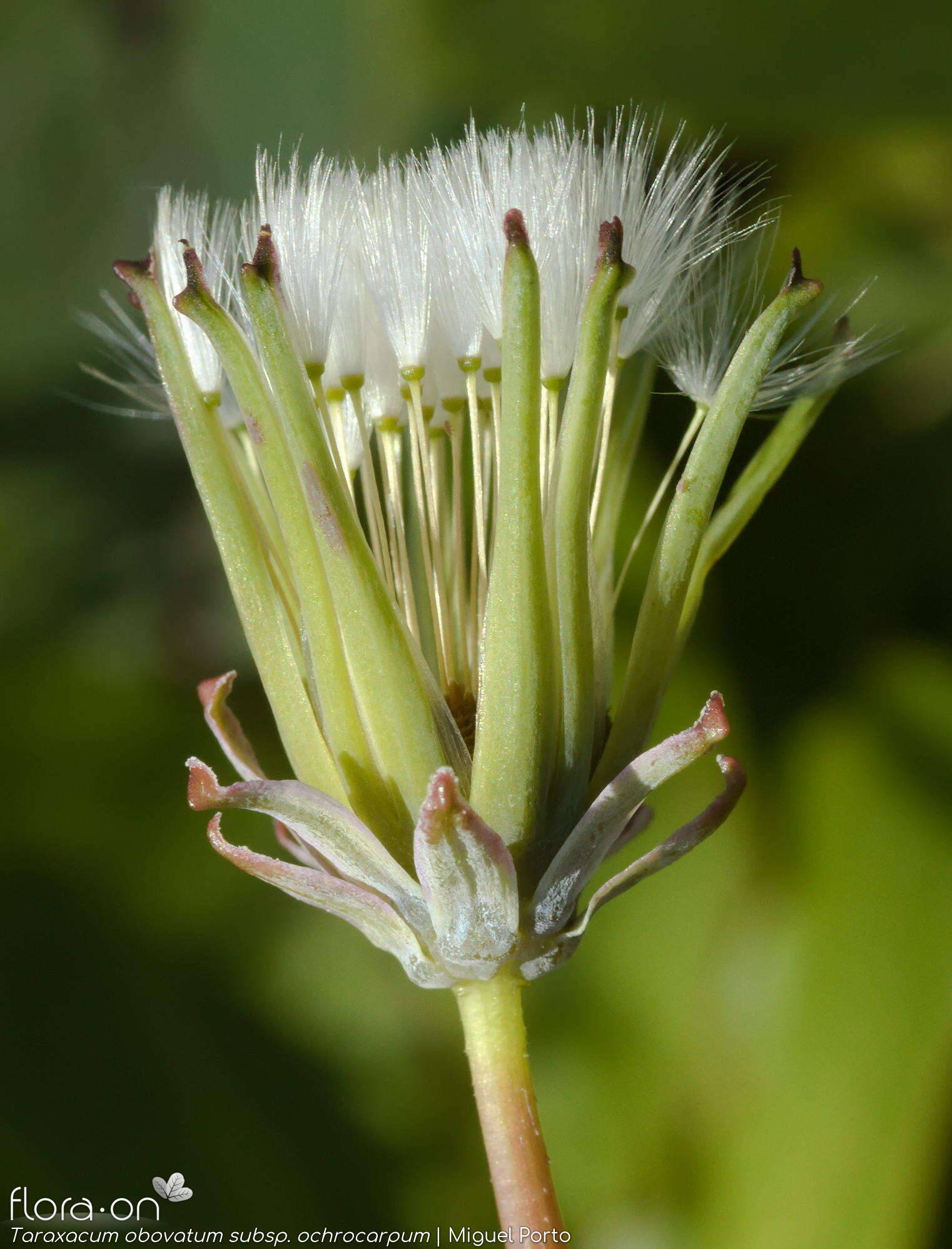 Taraxacum obovatum ochrocarpum - Capítulo frutífero | Miguel Porto; CC BY-NC 4.0