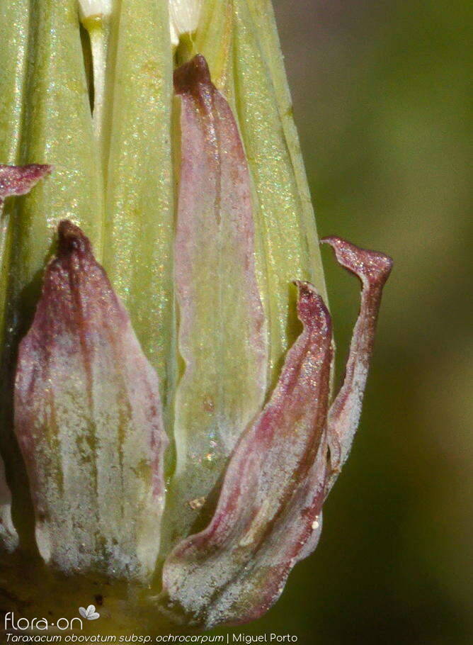 Taraxacum obovatum ochrocarpum - Bráctea | Miguel Porto; CC BY-NC 4.0