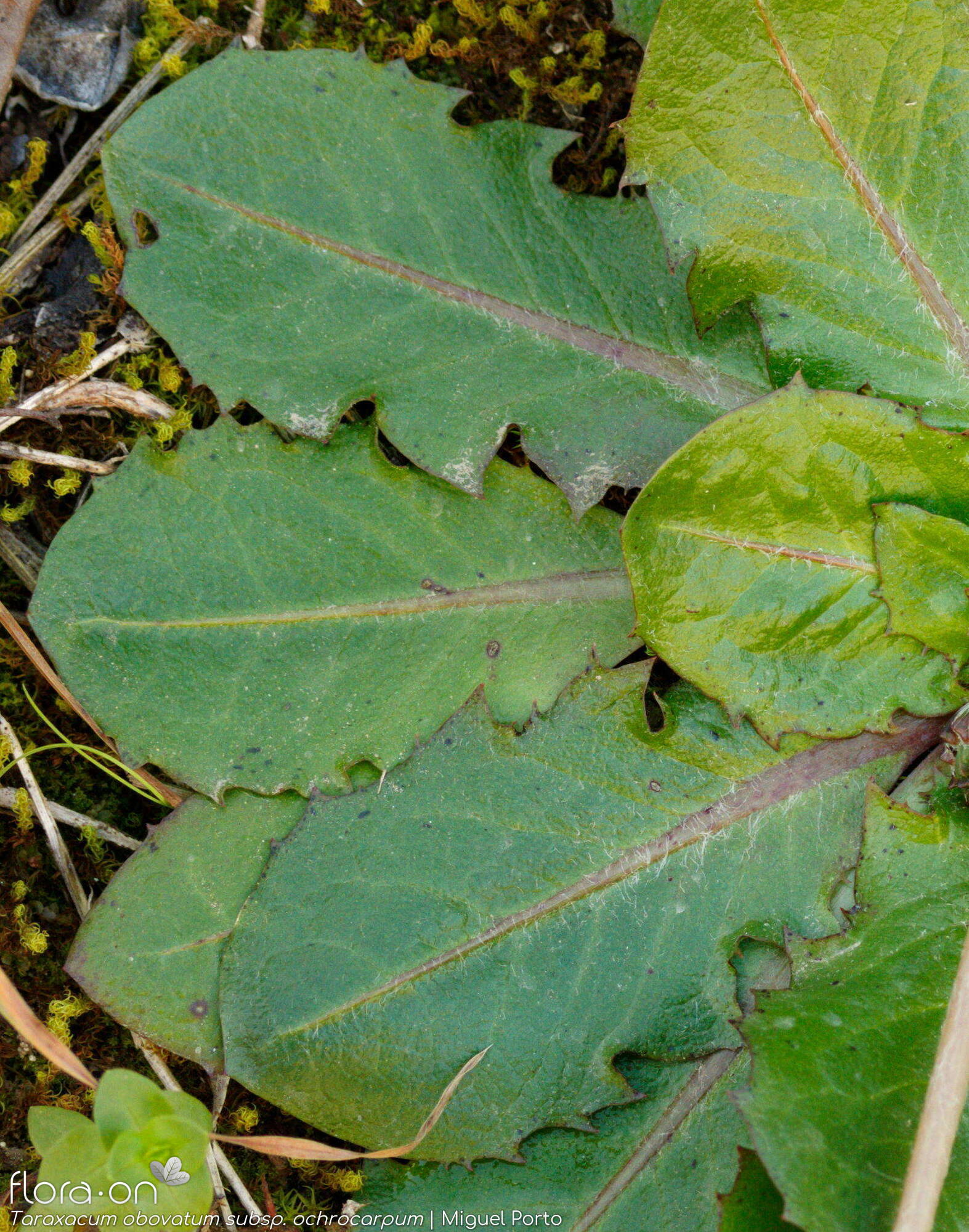 Taraxacum obovatum ochrocarpum - Folha | Miguel Porto; CC BY-NC 4.0