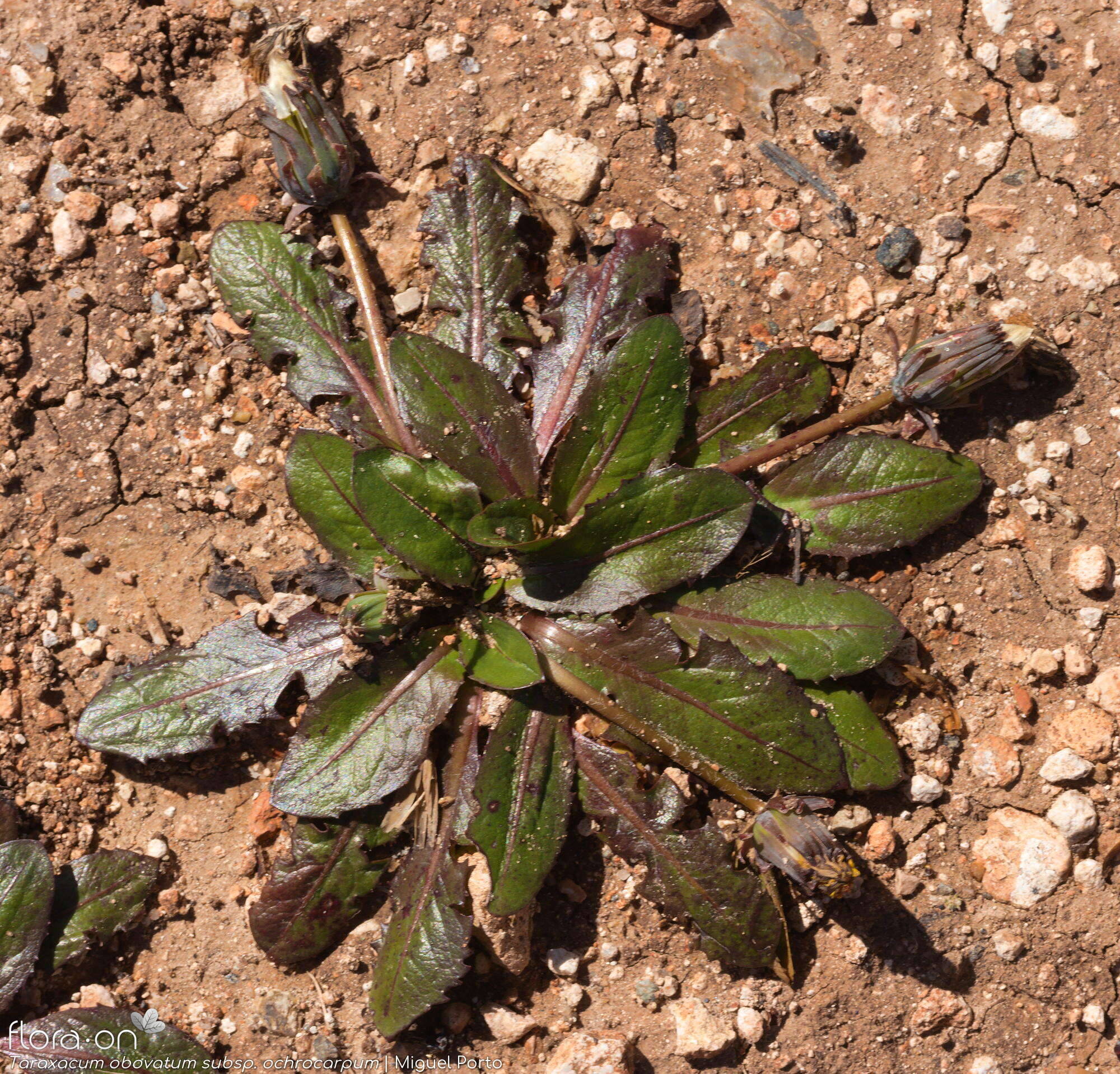 Taraxacum obovatum ochrocarpum - Hábito | Miguel Porto; CC BY-NC 4.0