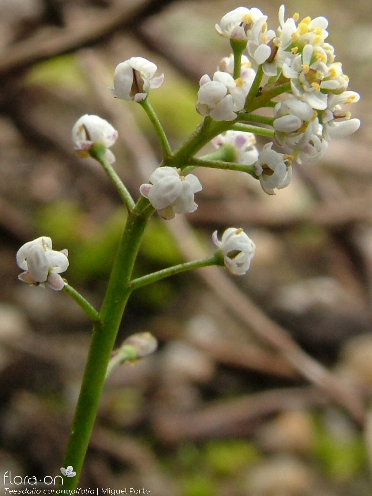 Teesdalia coronopifolia - Flor (geral) | Miguel Porto; CC BY-NC 4.0