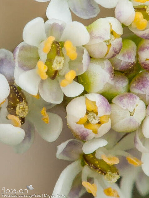 Teesdalia coronopifolia - Flor (close-up) | Miguel Porto; CC BY-NC 4.0