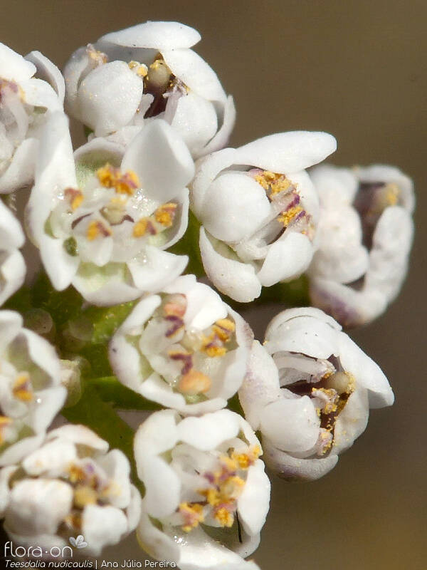 Teesdalia nudicaulis - Flor (close-up) | Ana Júlia Pereira; CC BY-NC 4.0