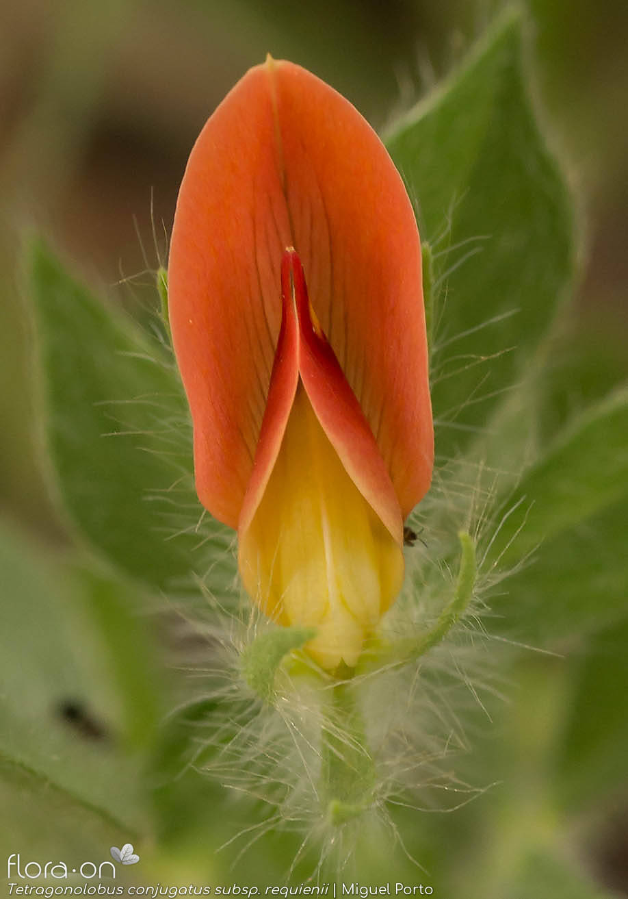 Tetragonolobus conjugatus requienii - Flor (close-up) | Miguel Porto; CC BY-NC 4.0