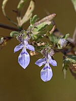 Teucrium aristatum