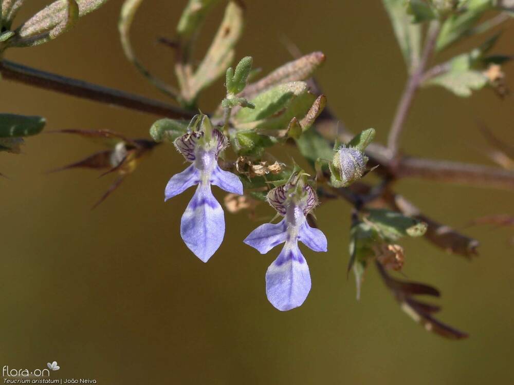 Teucrium aristatum