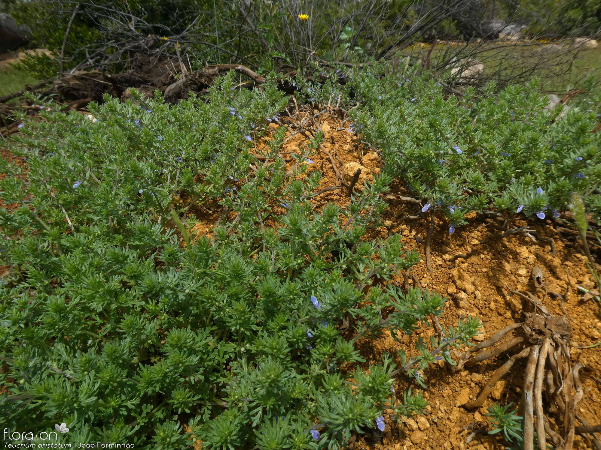 Teucrium aristatum - Habitat | João Farminhão; CC BY-NC 4.0