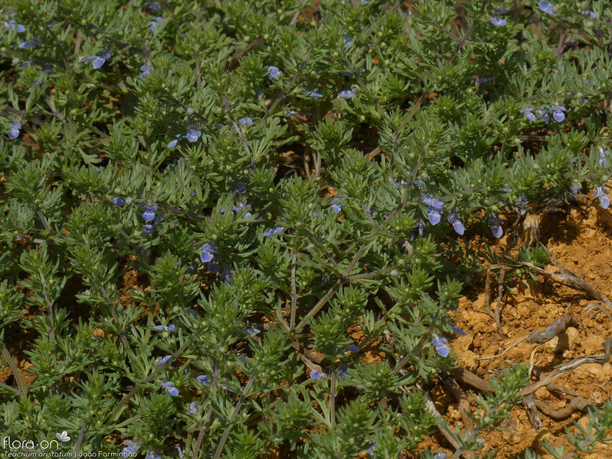 Teucrium aristatum - Hábito | João Farminhão; CC BY-NC 4.0