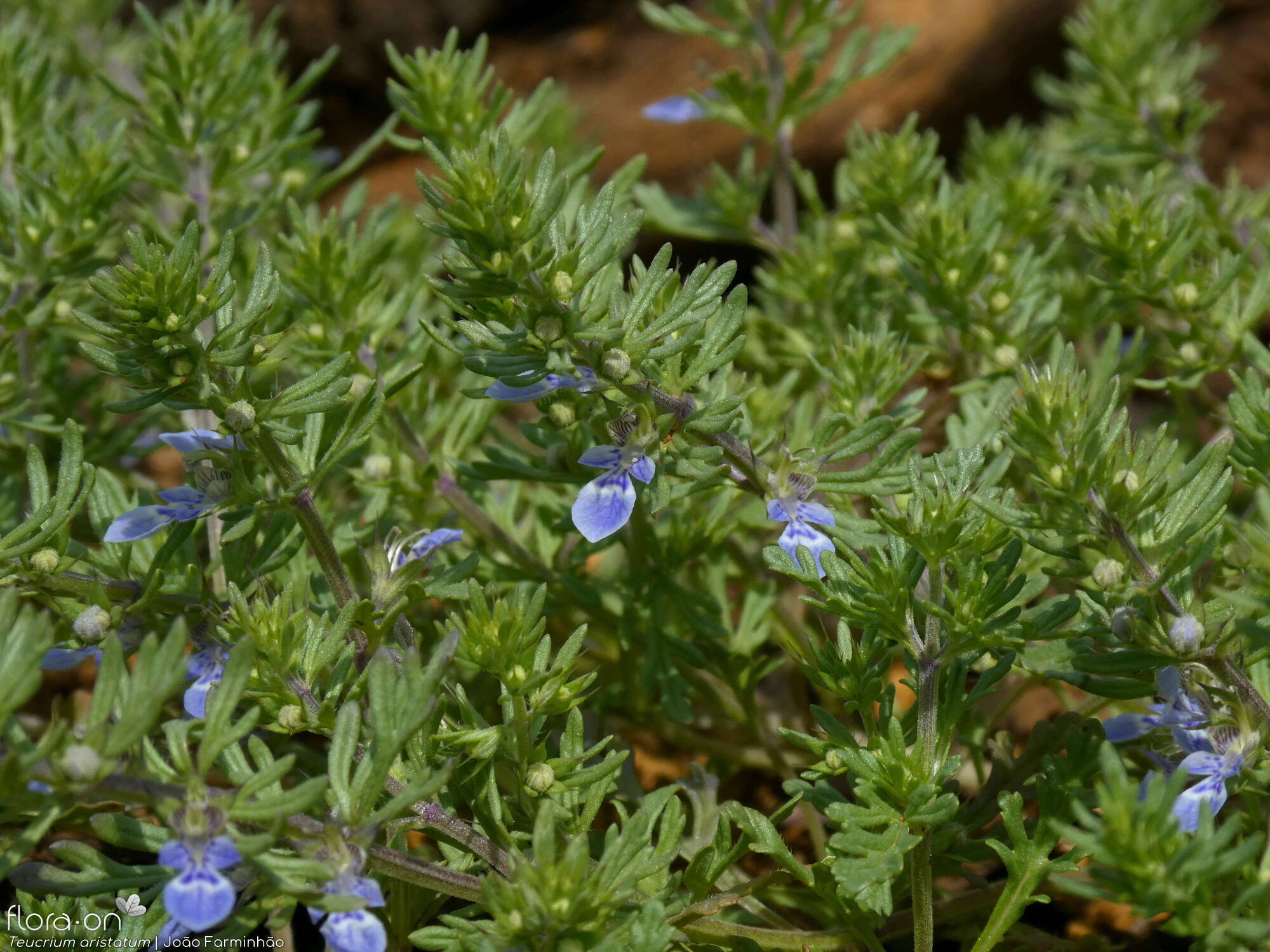 Teucrium aristatum - Flor (geral) | João Farminhão; CC BY-NC 4.0