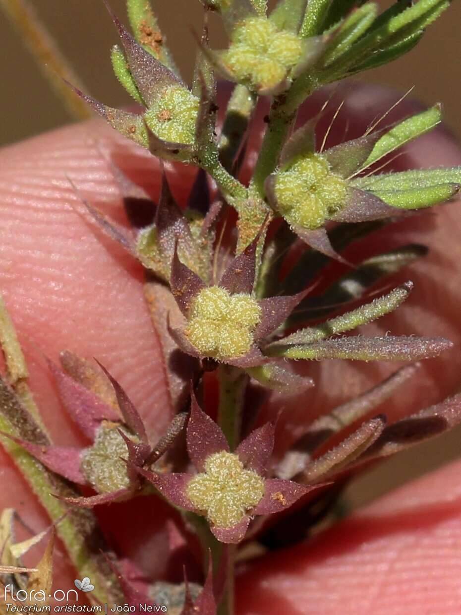 Teucrium aristatum - Fruto | João Neiva; CC BY-NC 4.0