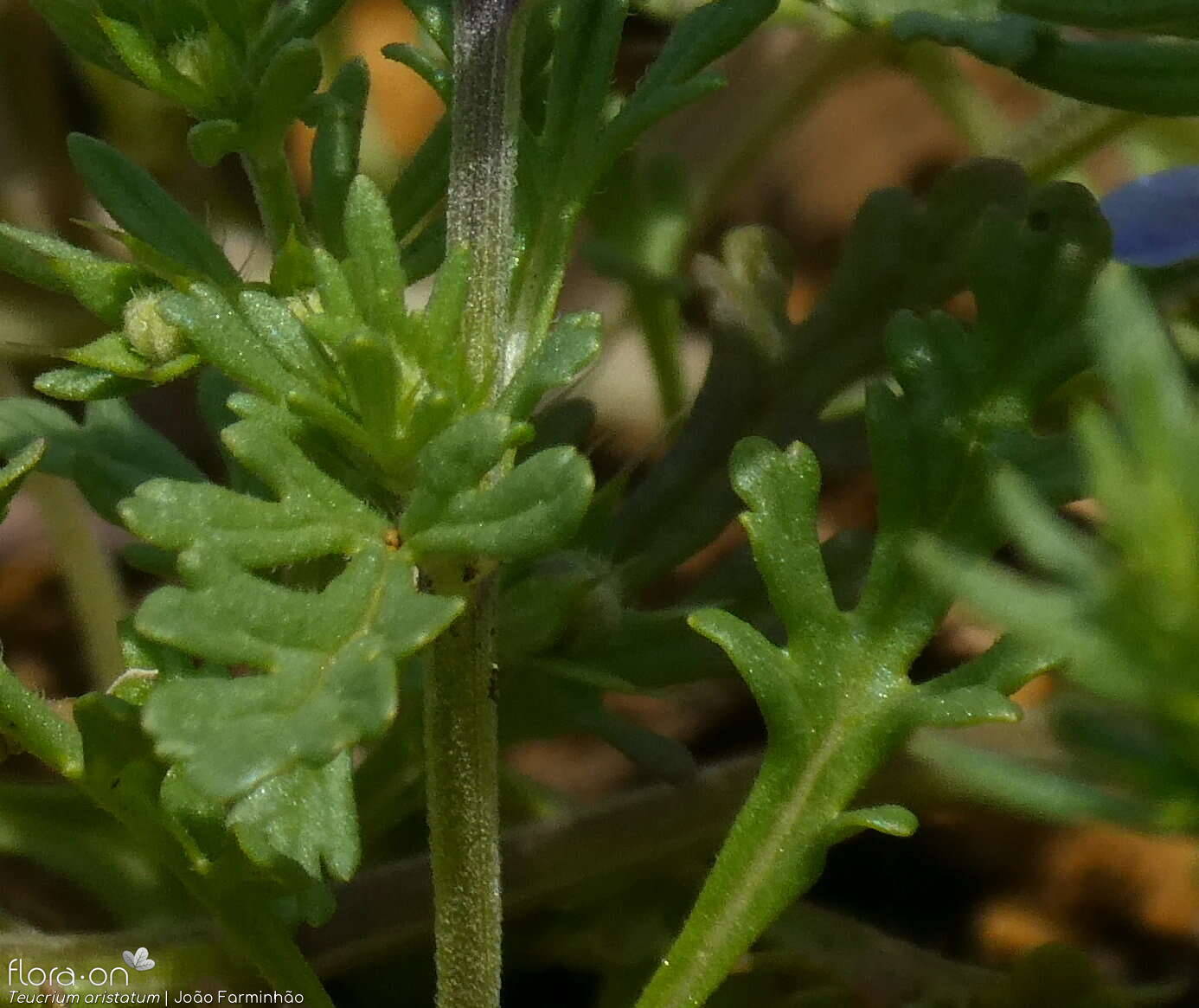 Teucrium aristatum - Folha | João Farminhão; CC BY-NC 4.0