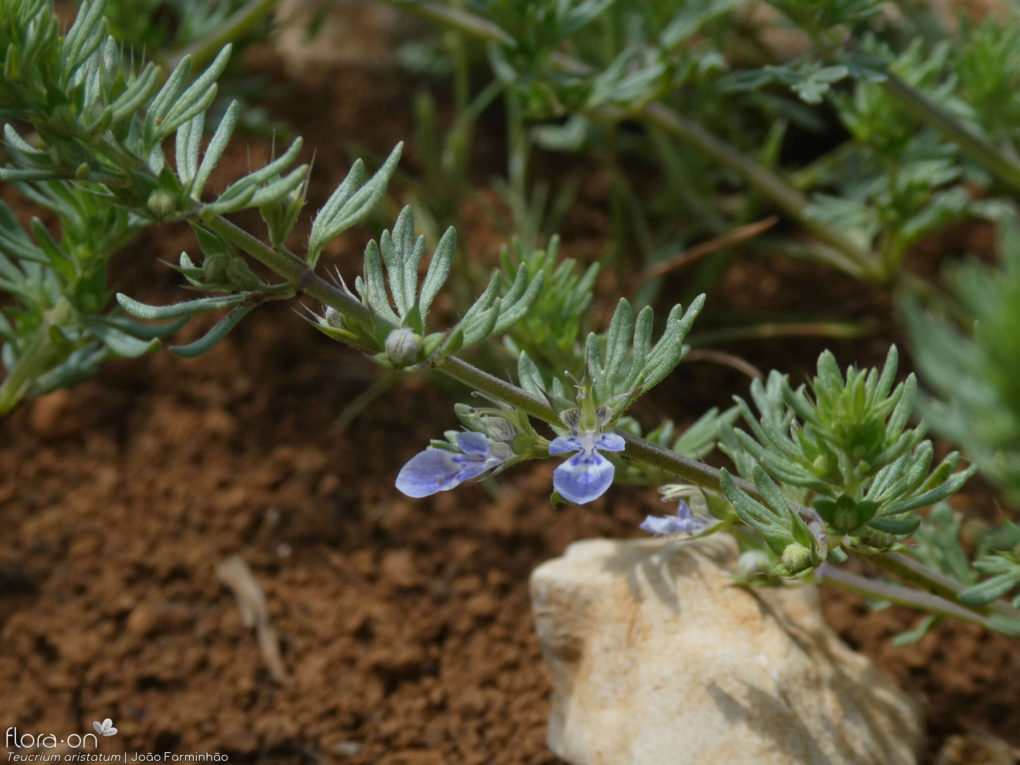 Teucrium aristatum - Flor (geral) | João Farminhão; CC BY-NC 4.0