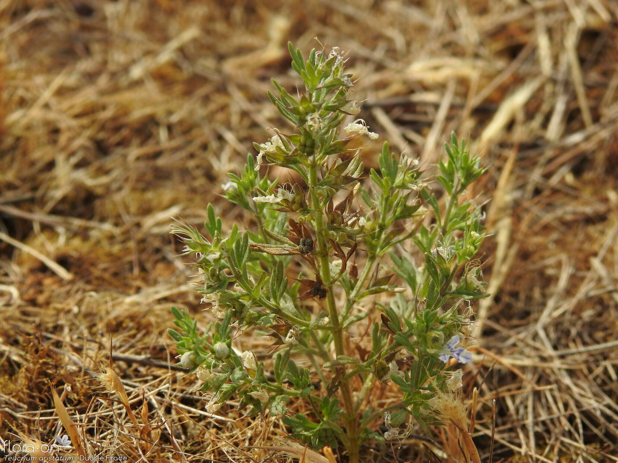 Teucrium aristatum - Hábito | Duarte Frade; CC BY-NC 4.0