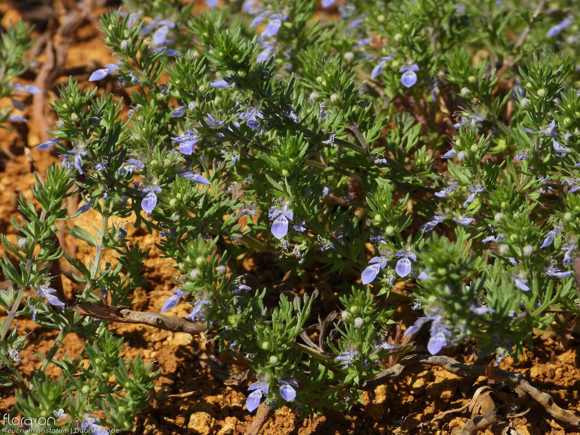 Teucrium aristatum - Flor (geral) | Duarte Frade; CC BY-NC 4.0