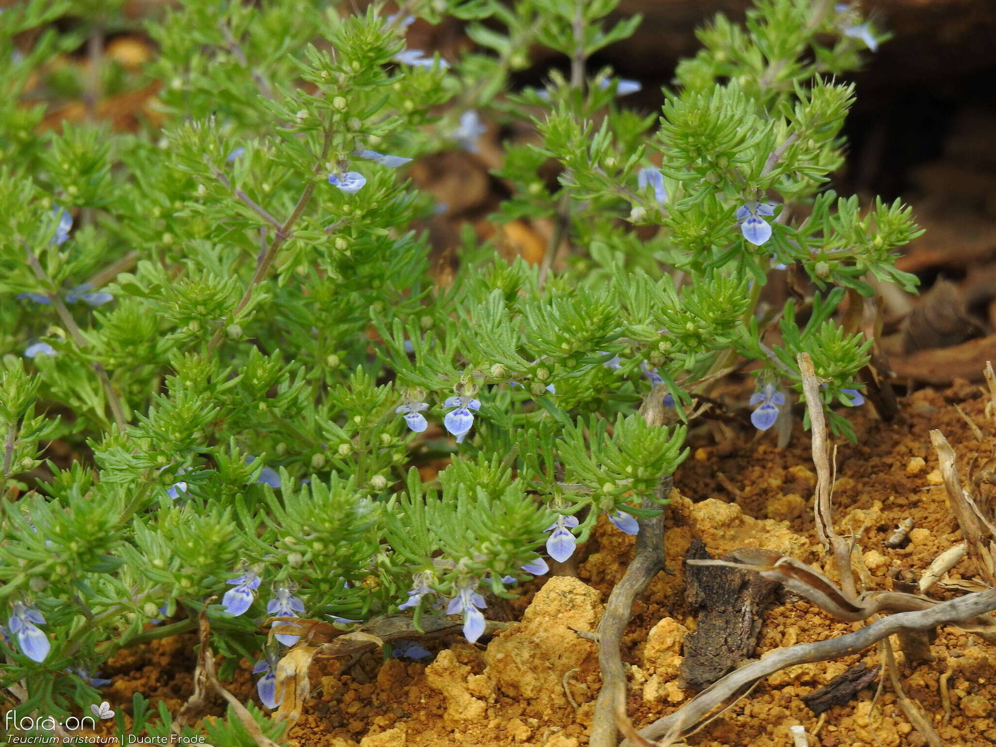 Teucrium aristatum - Flor (geral) | Duarte Frade; CC BY-NC 4.0